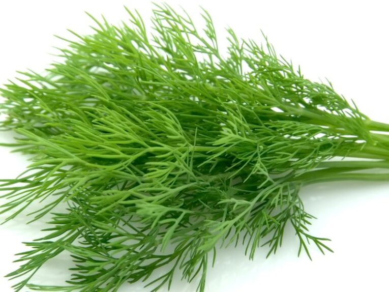 Fennel